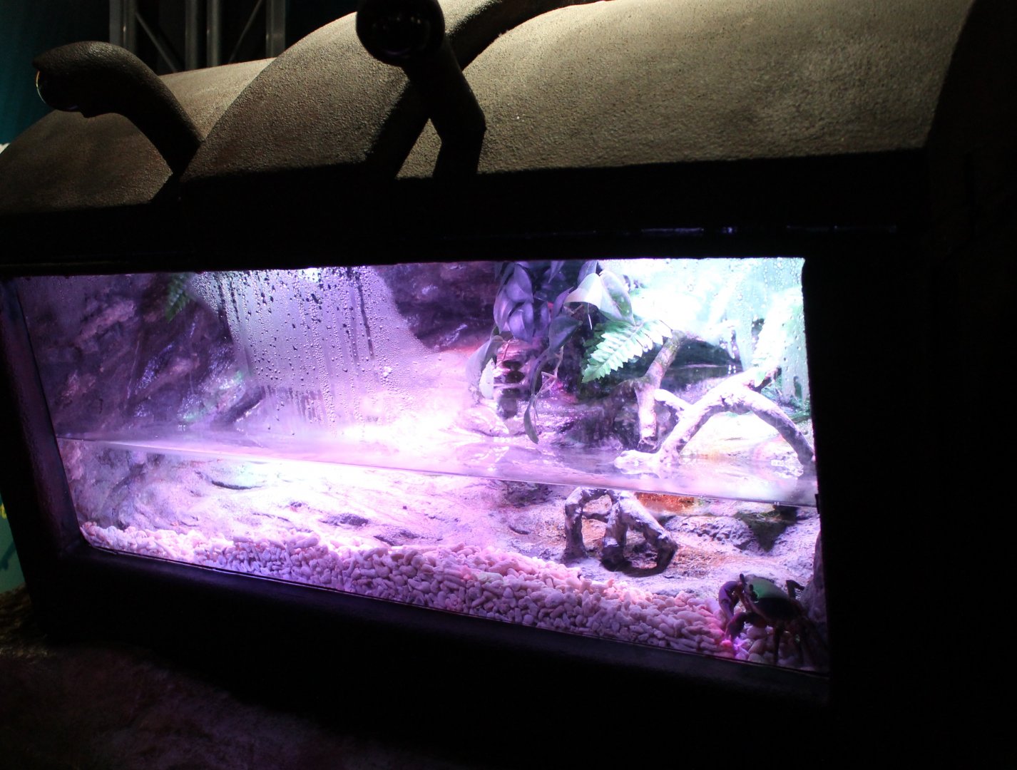 Tank Cardisoma armatum