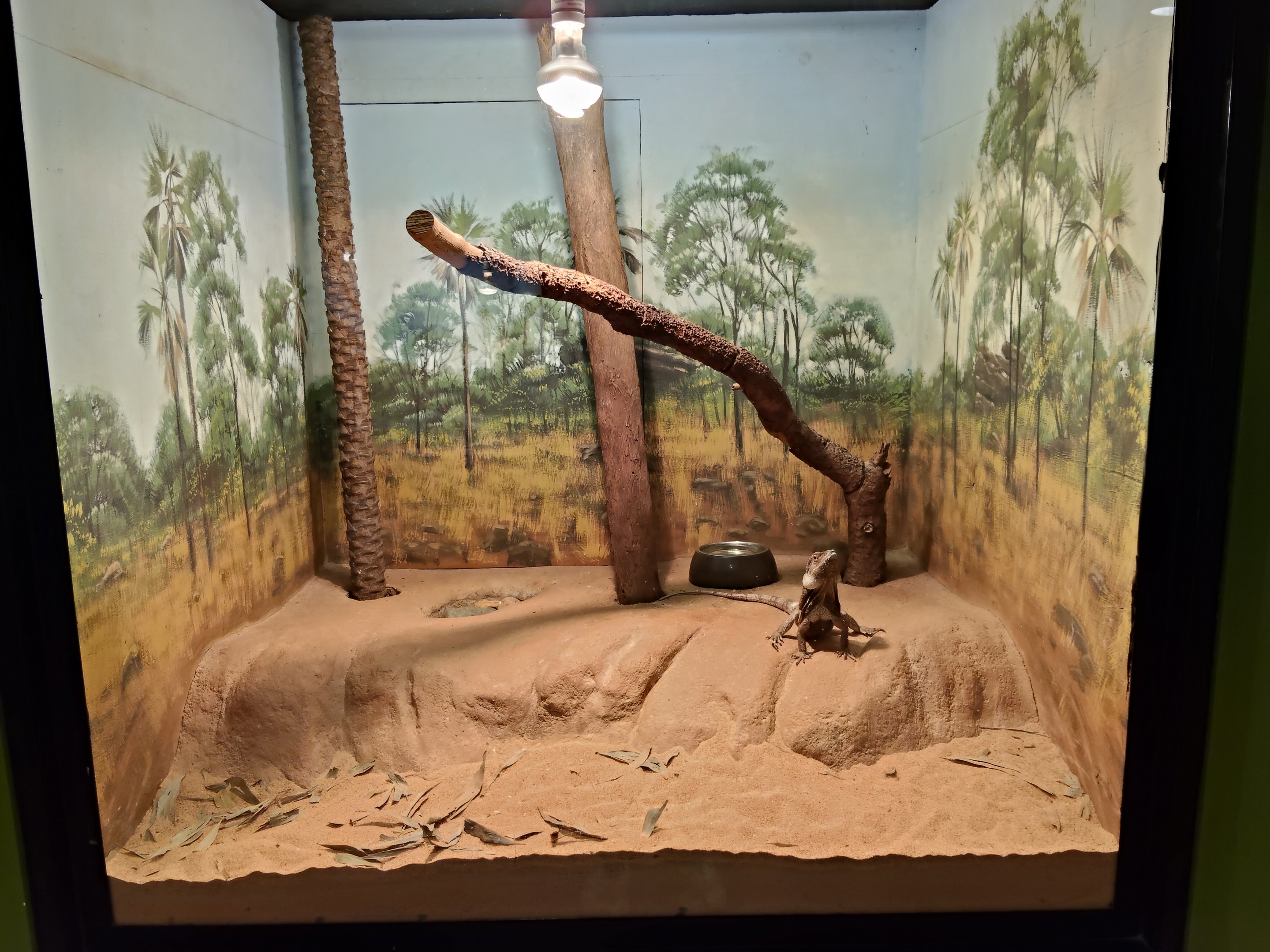 Tank examples - Frilled Dragon