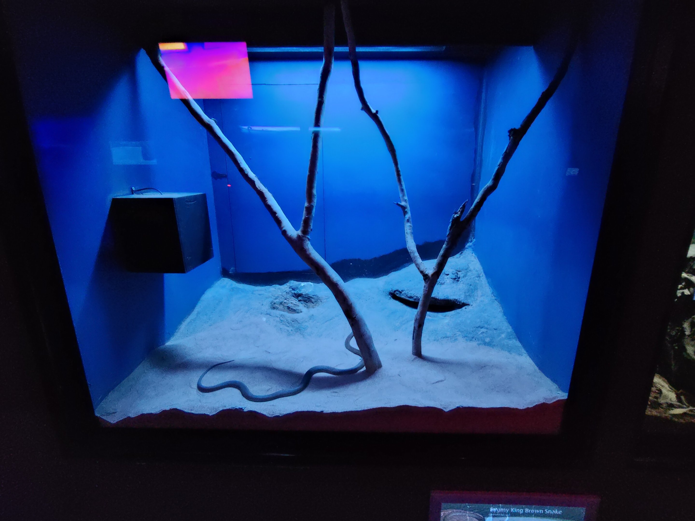 Tank examples - "Pigmy King Brown Snake"