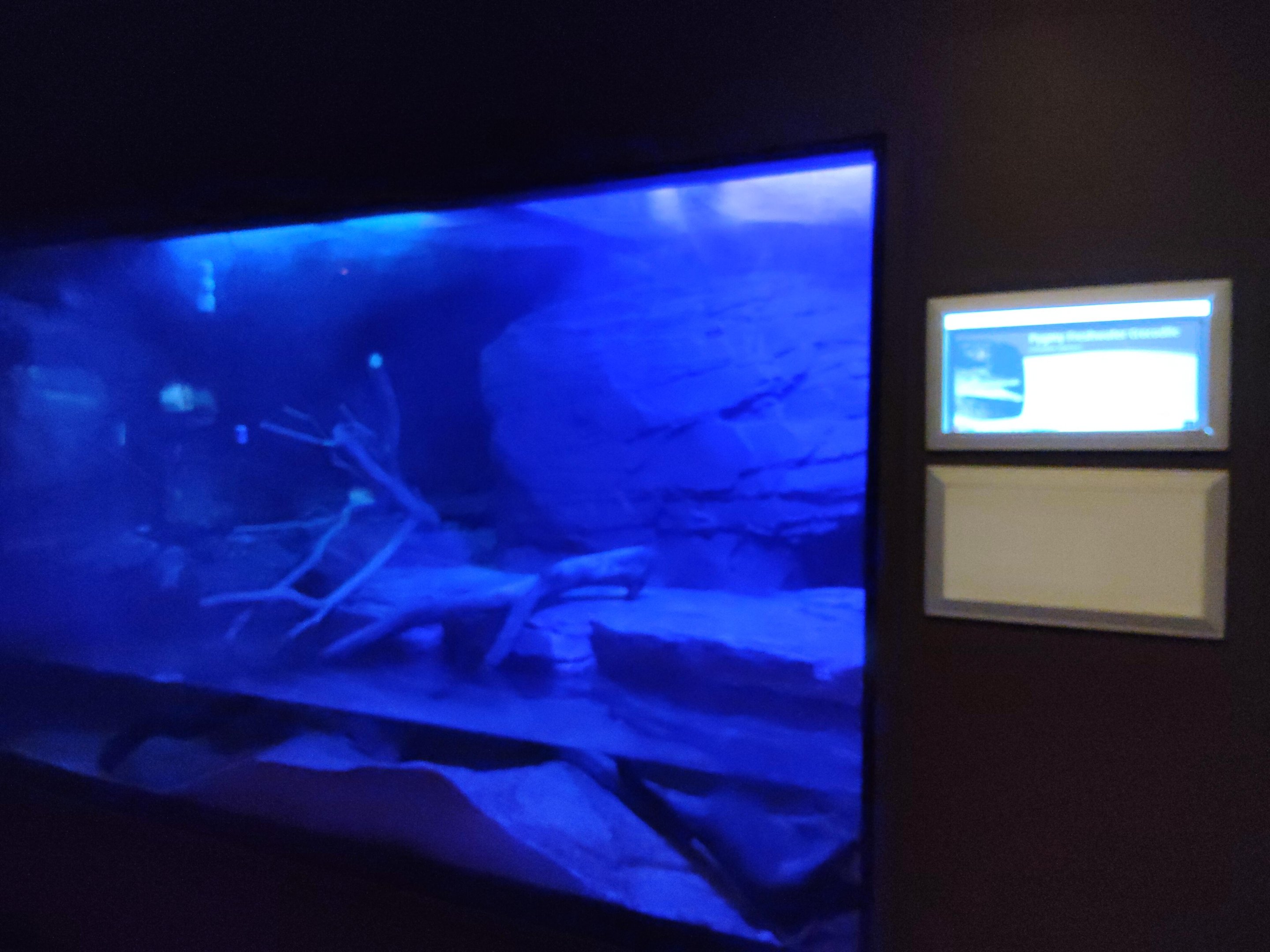 Tank examples - "Pygmy Freshwater Crocodile"