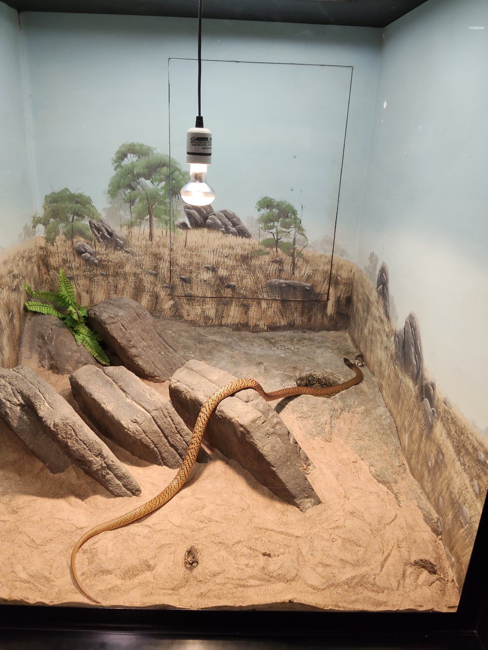 Tank examples - Western Brown Snake