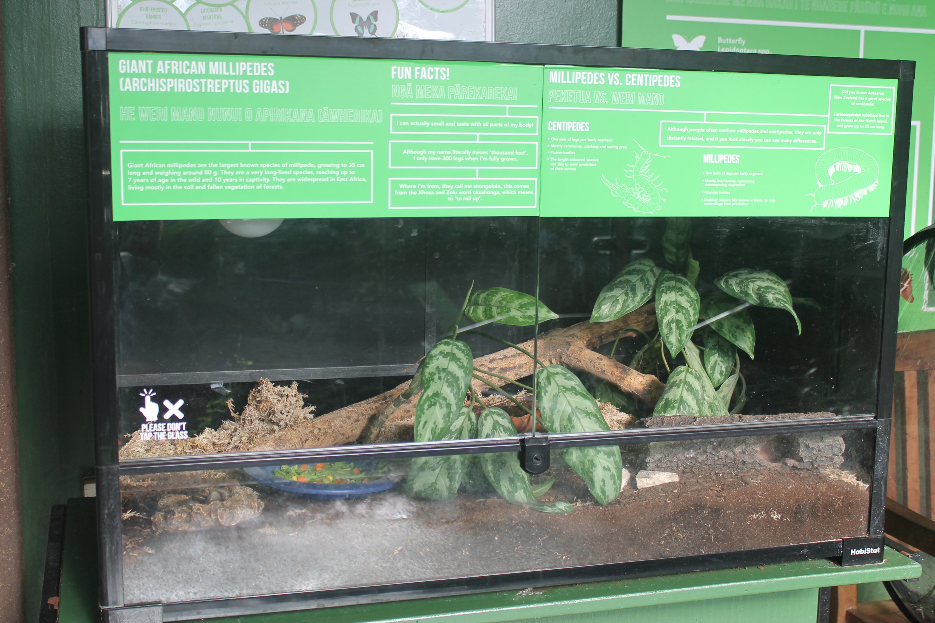 tank for African Giant Millipedes (Archispirostreptus gigas)
