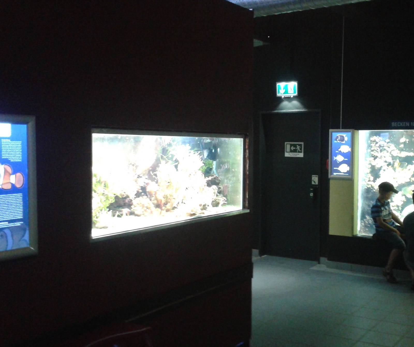 Tank for anemone-fish