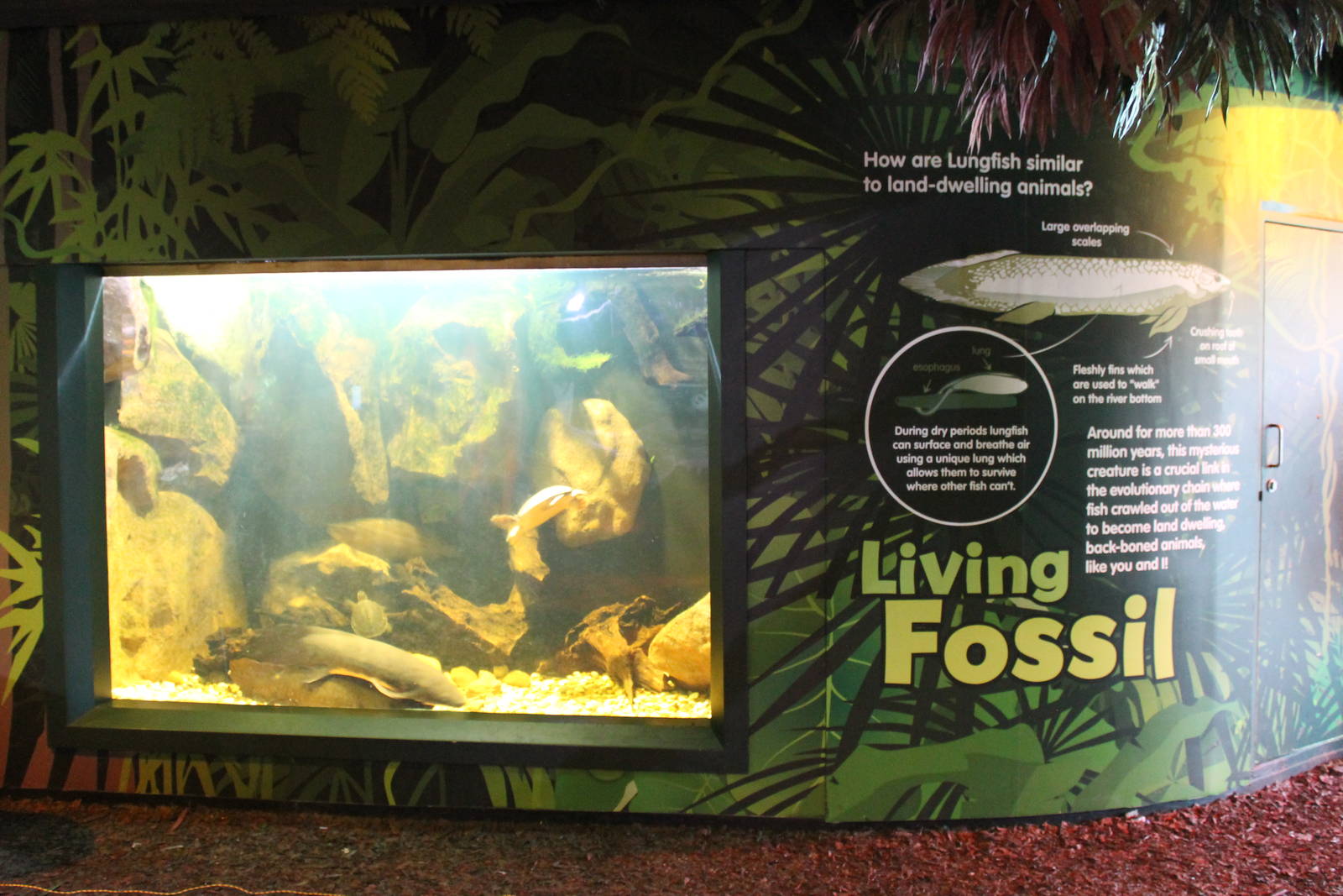 tank for Australian lungfish (Neoceratodus forsteri)