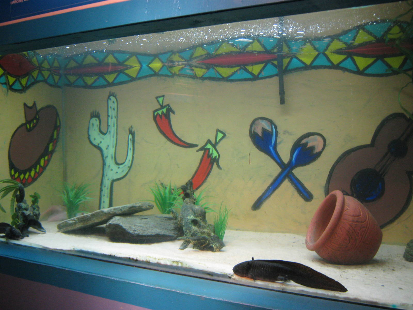 tank for axolotls (Ambystoma mexicanum)