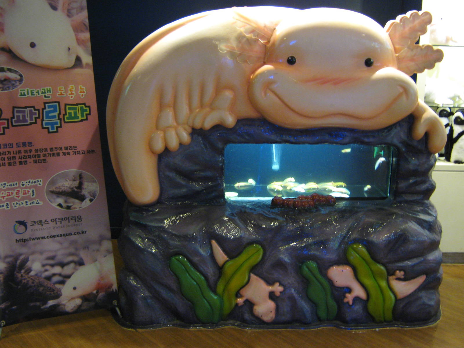 tank for axolotls (Ambystoma mexicanum)