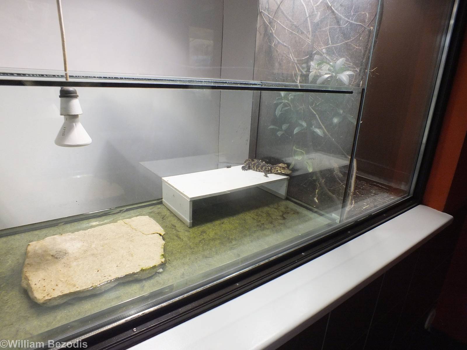 Tank for Baby Reptiles