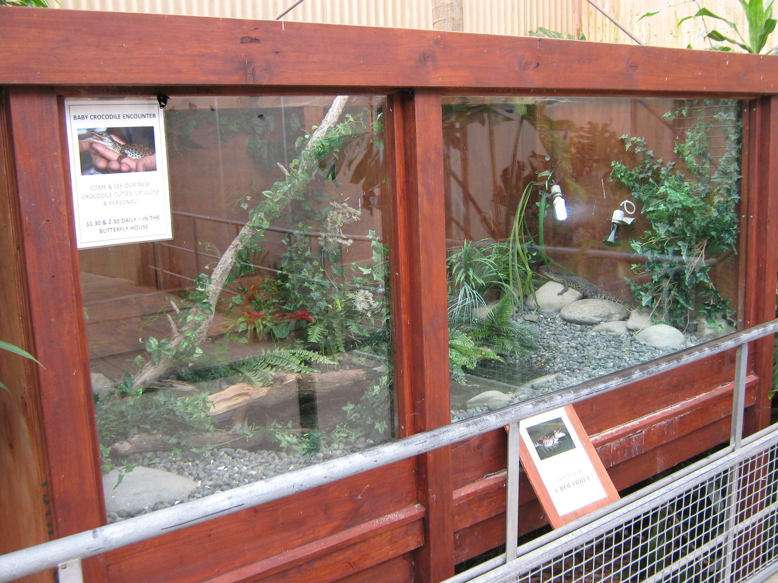 tank for baby saltwater crocodiles