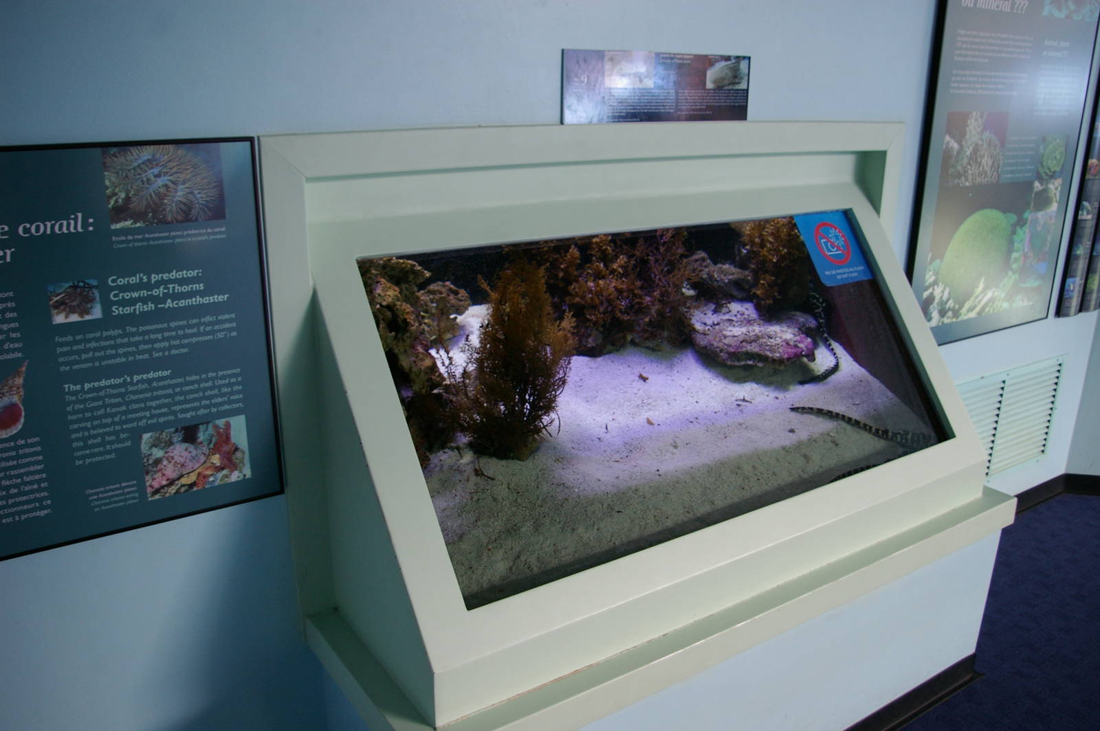 tank for baby zebra sharks (Stegastoma fasciatum)