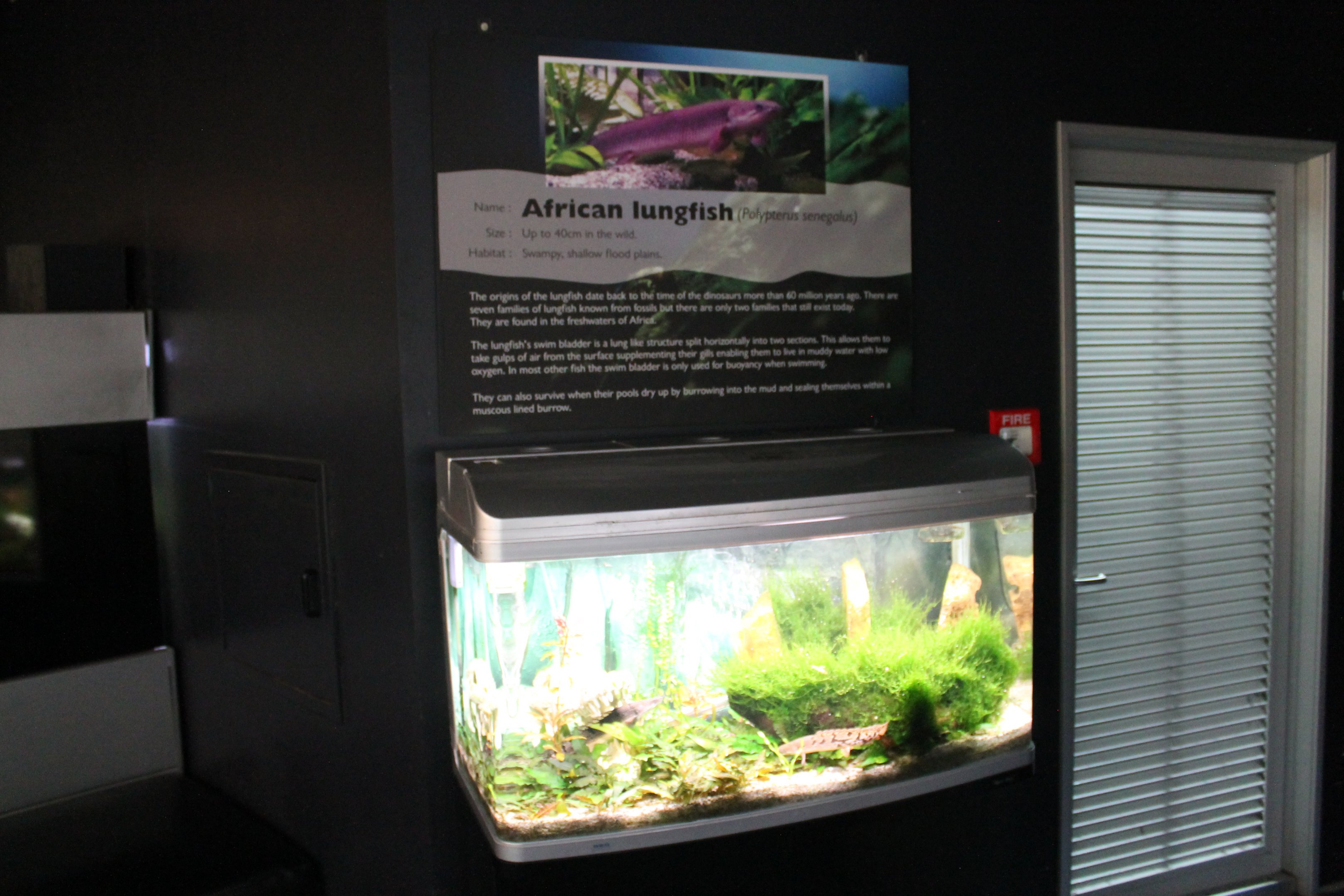 tank for Banded Bichirs (Polypterus delhezi)