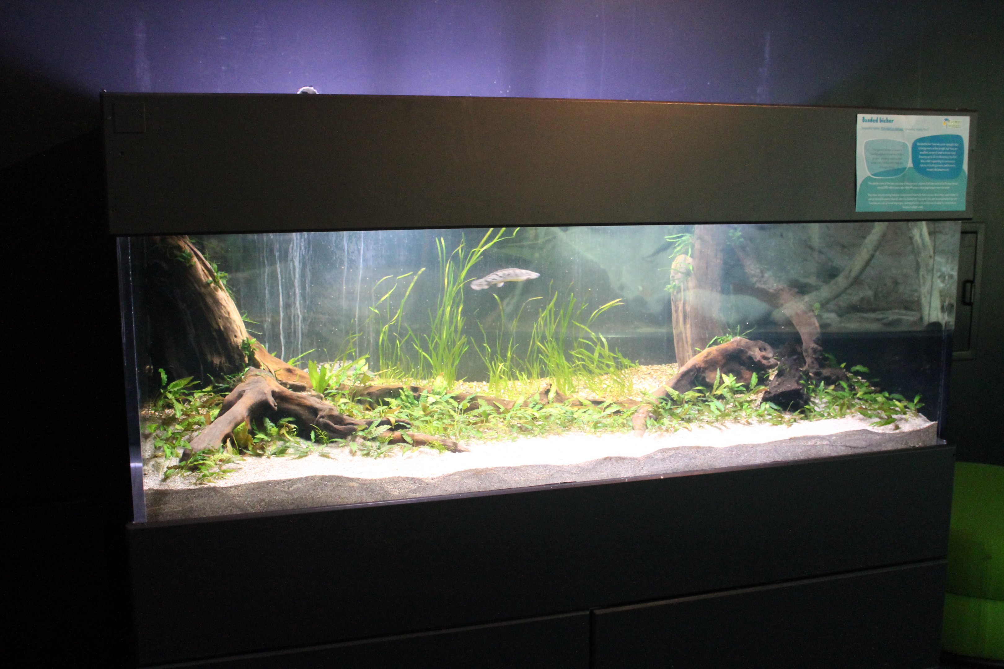 Tank for Banded Bichirs
