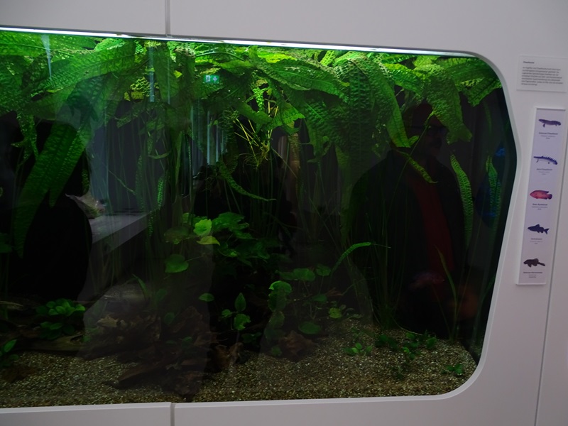 Tank for bichirs and other African fishes