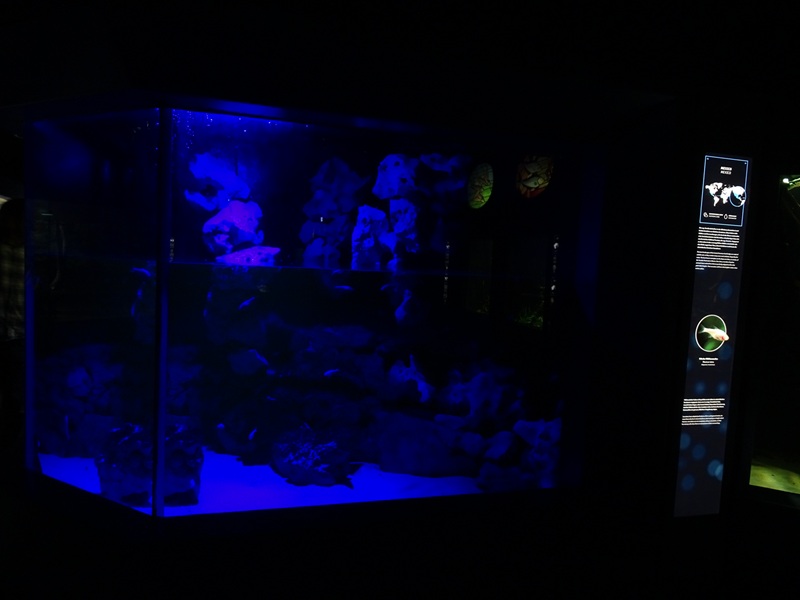 Tank for blind cave tetra