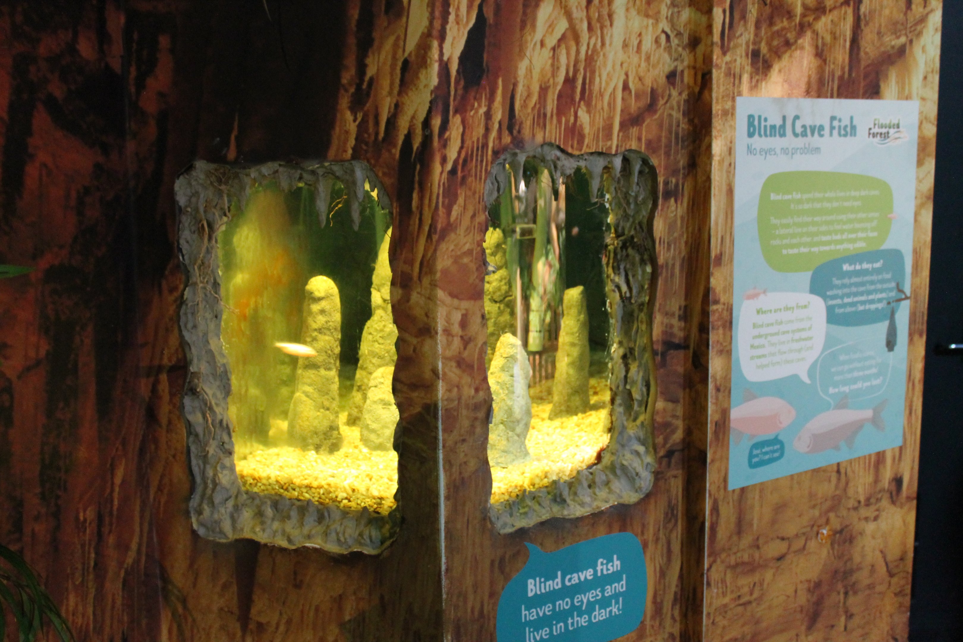 Tank for Blind Cave Tetras [i]Astyanax mexicanus[/i]