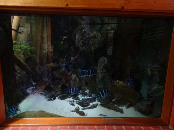 Tank for Blue humphead cichlid & Many-spotted synodontis (07/22)