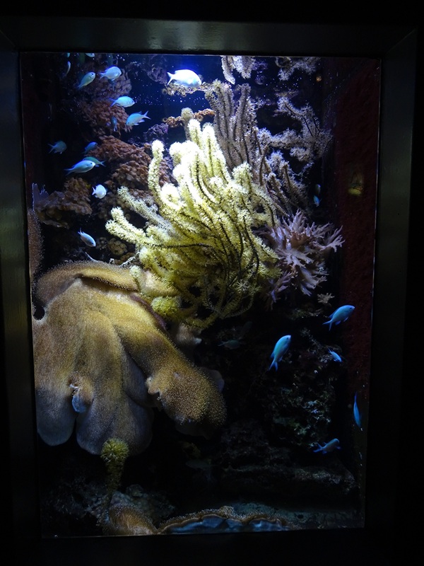 Tank for bluegreen damselfishes