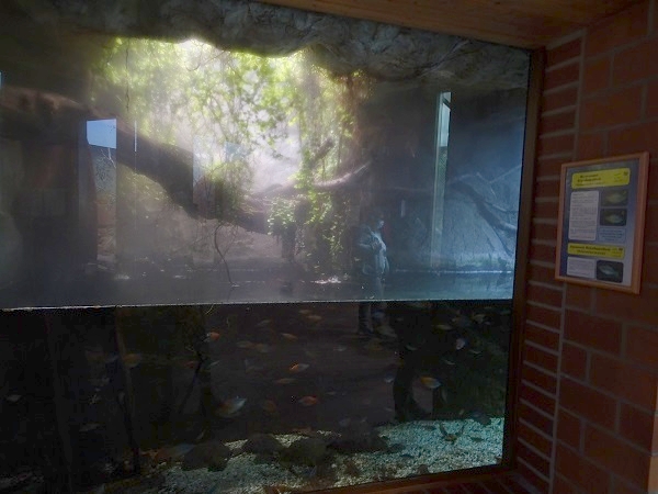 Tank for Boeseman's and Lake Kutubu rainbowfishes (07/22)