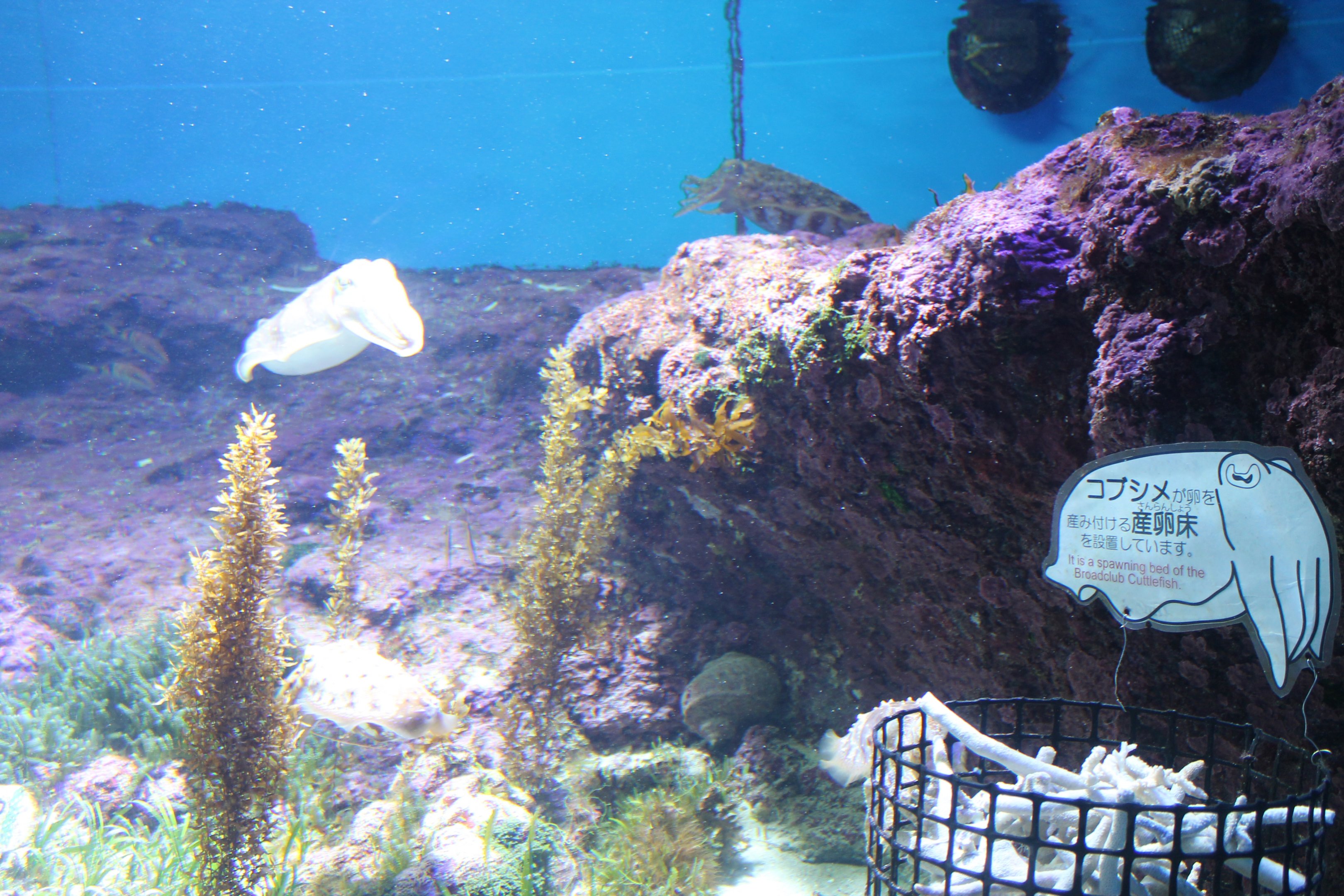 Tank for Broad-club Cuttlefish (Sepia latimanus)