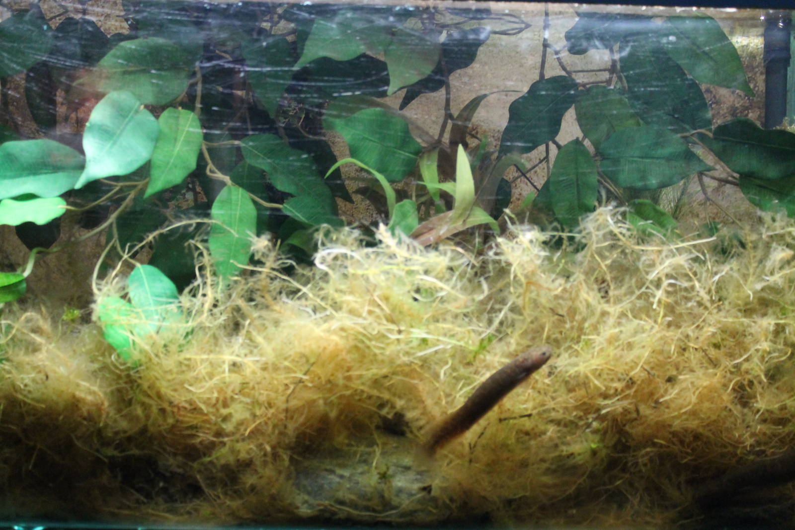 tank for brown mudfish (Neochanna apoda)