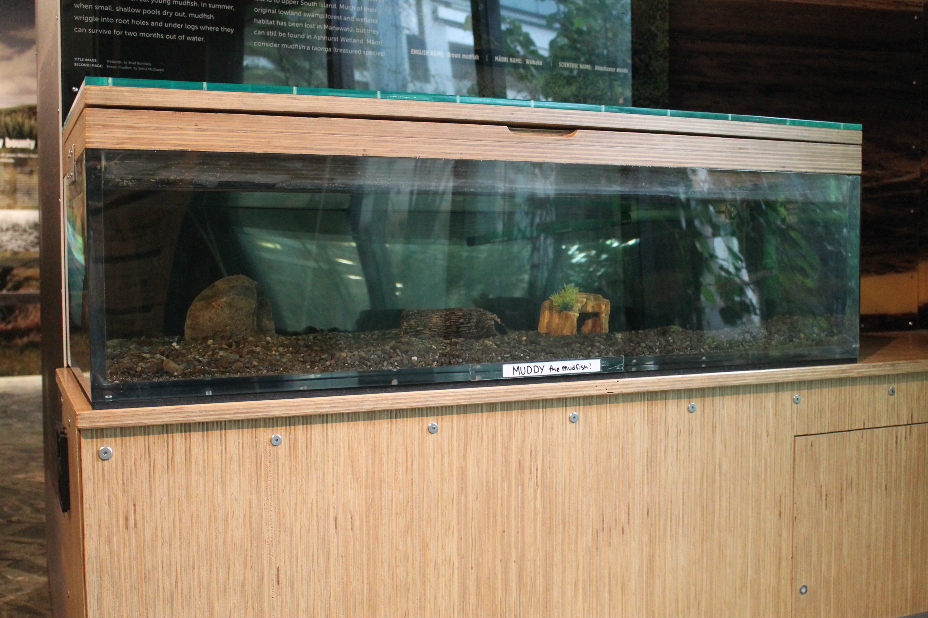 Tank for Brown Mudfish (Neochanna apoda)