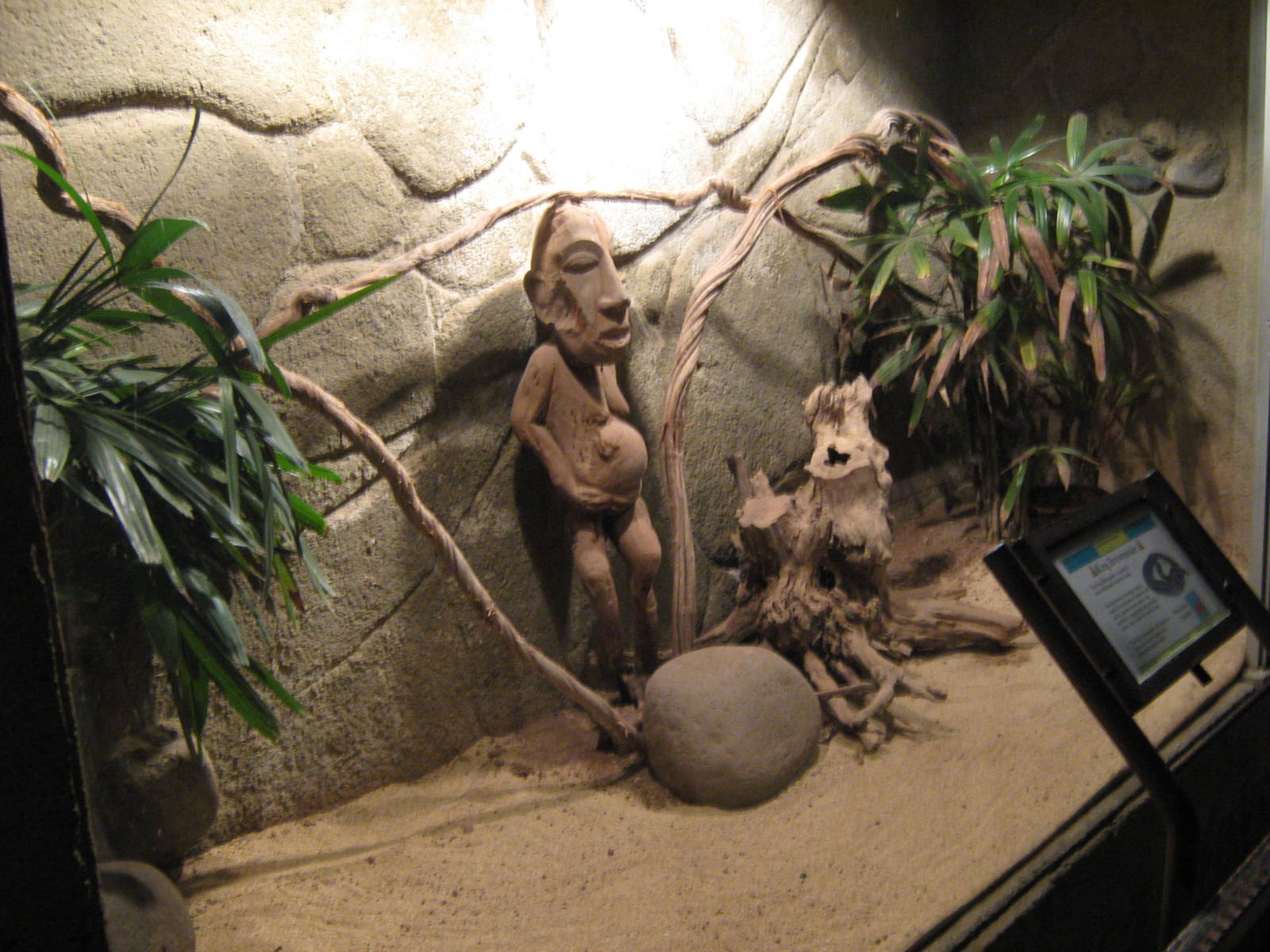 tank for brown snake (Pseudechis australis)