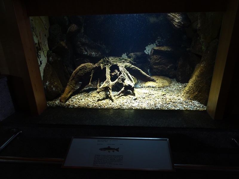 Tank for brown trout