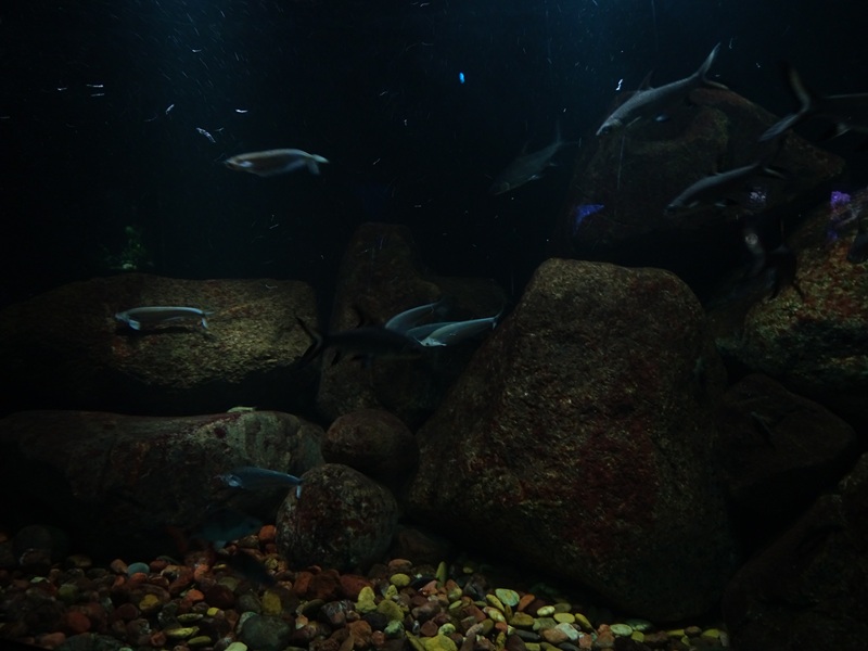 Tank for Burmese archerfish and others