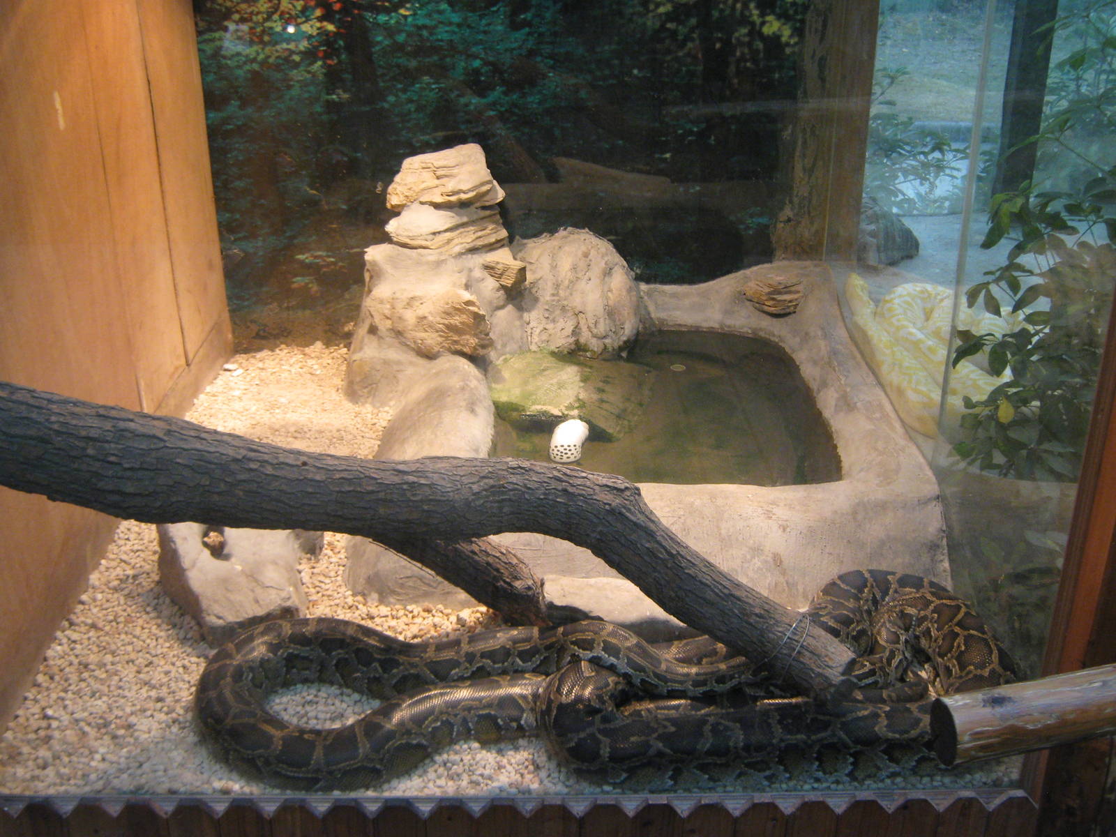 tank for Burmese pythons (Python bivittatus)