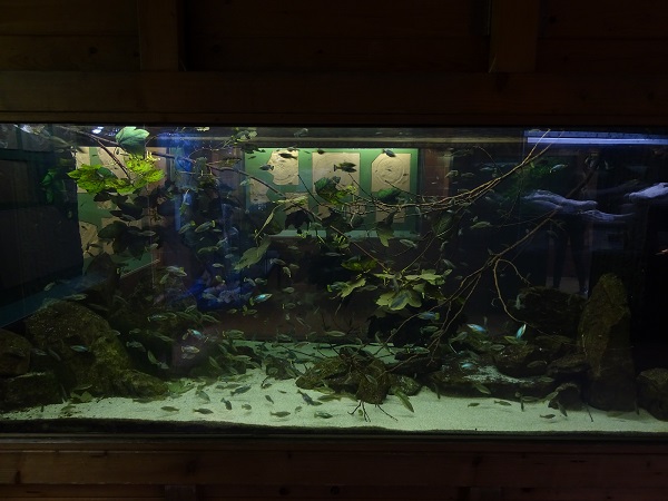 Tank for butterfly splitfins (07/22)