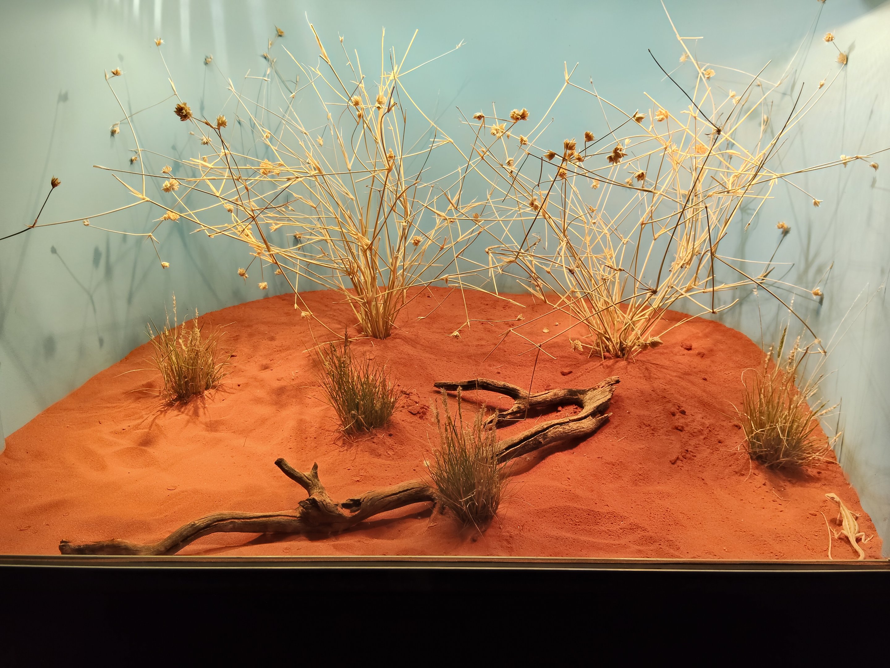 Tank for Cane Grass Dragon (Diporiphora winneckei)