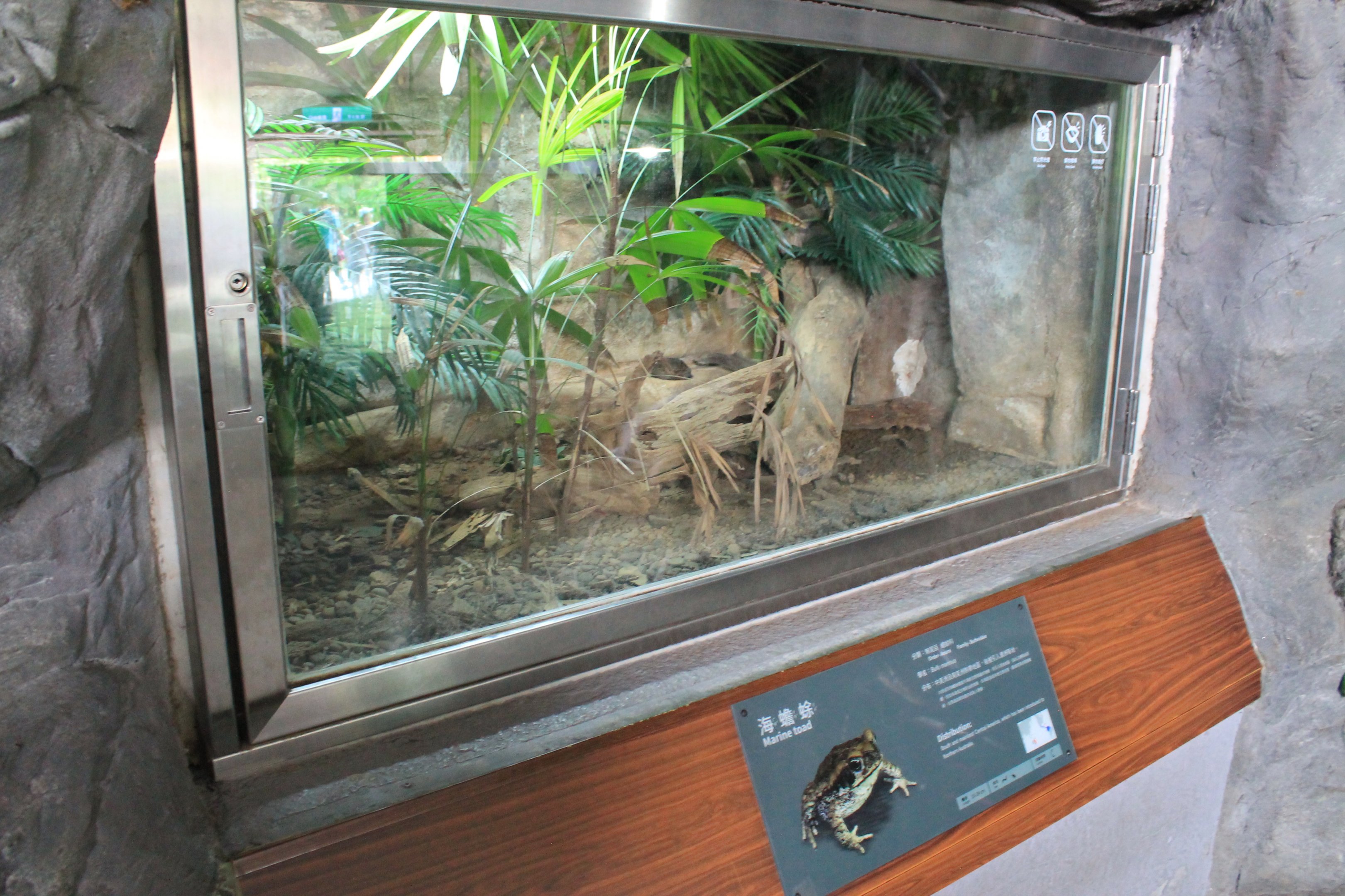 Tank for Cane Toad (Rhinella marina)