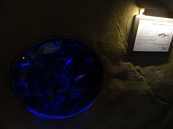 Tank for cardinal tetra and blind cave tetra