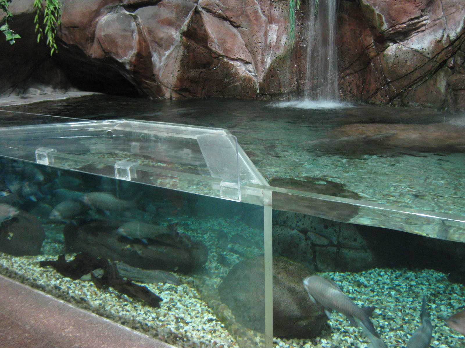 tank for carp and giant salamanders