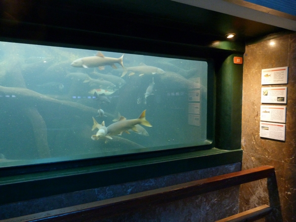 Tank for carp-like fish