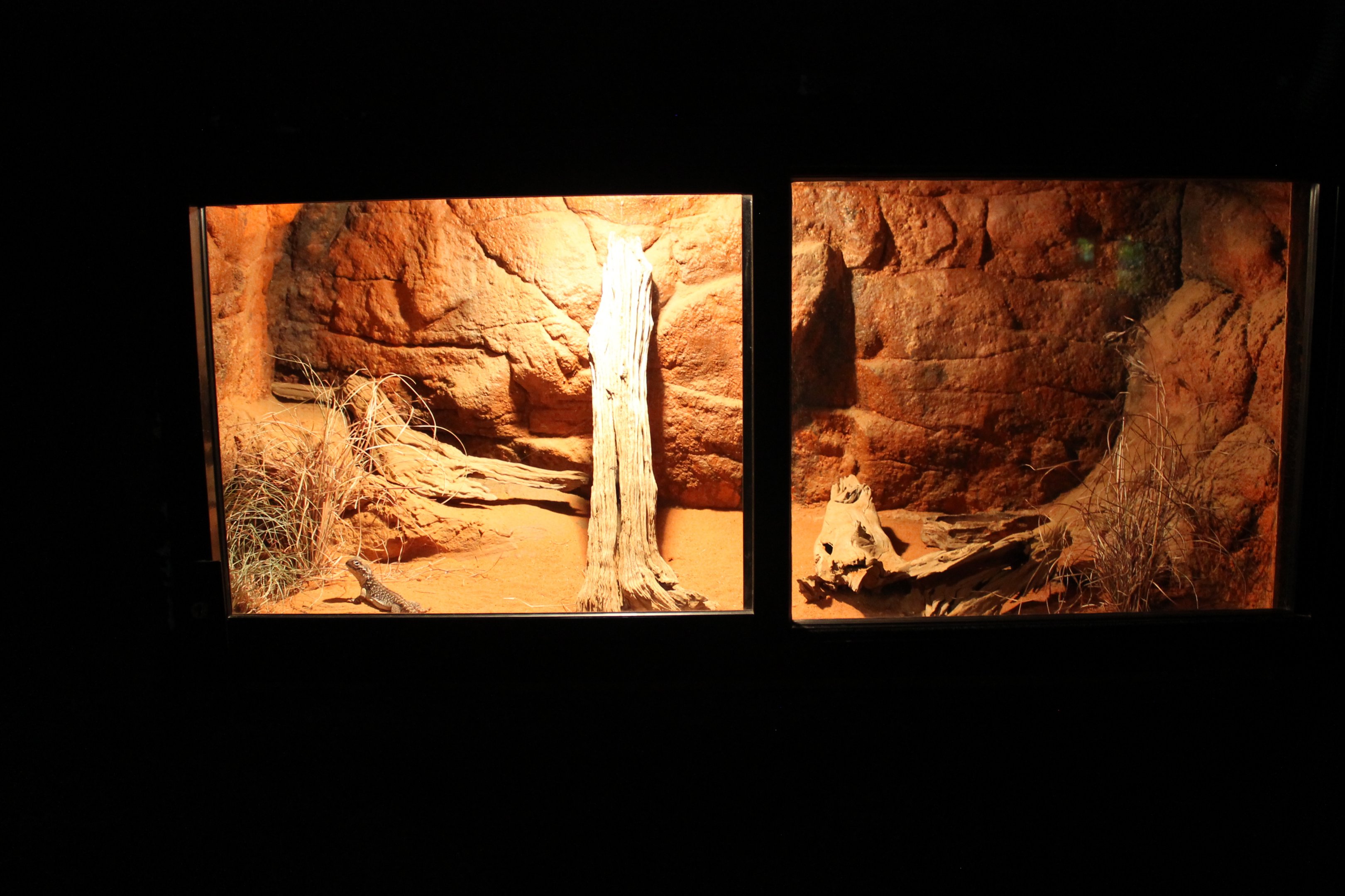 tank for Central Netted Dragon (Ctenophorus nuchalis)