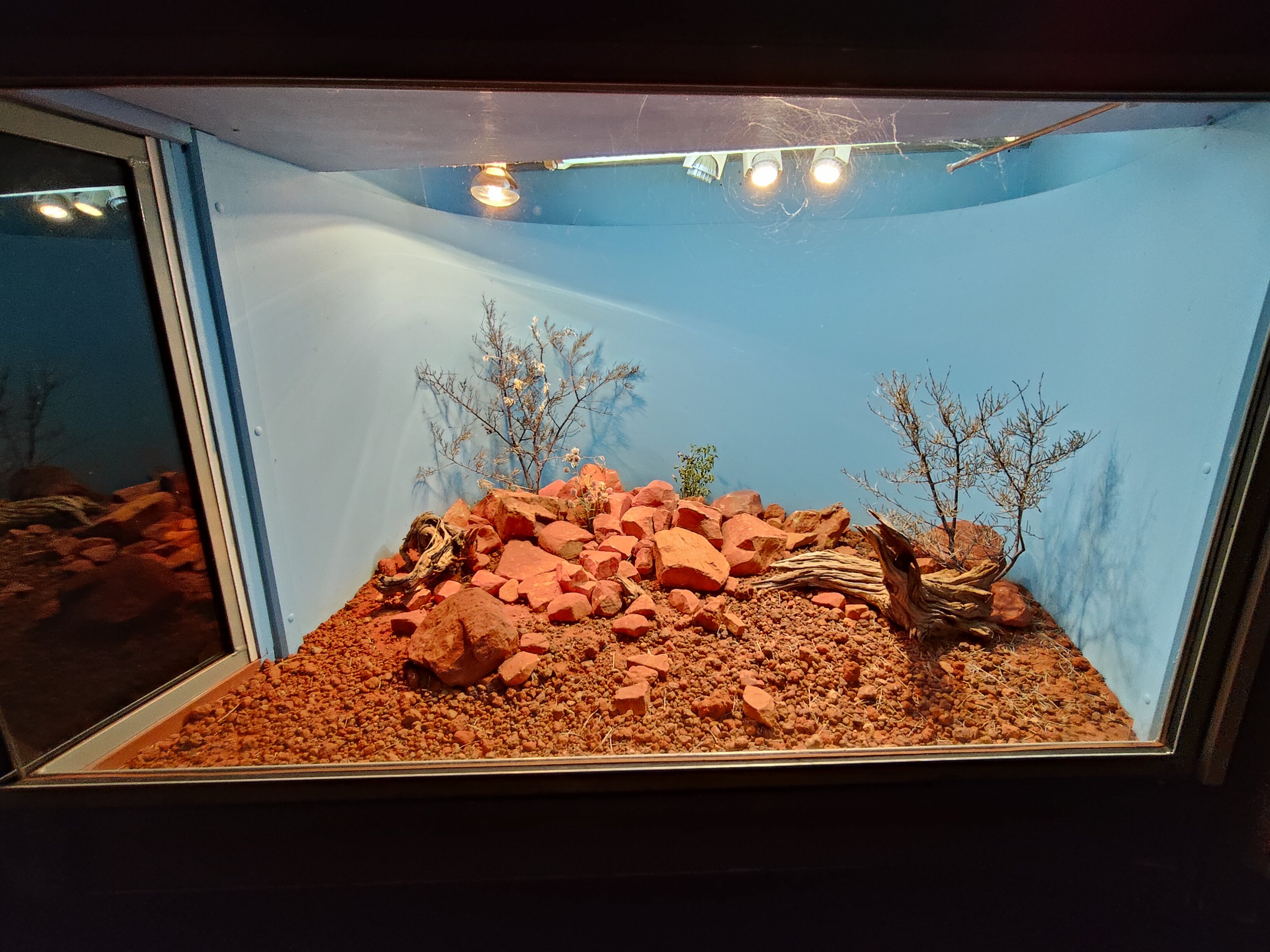 Tank for Centralian Earless Dragons (Tympanocryptis centralis)