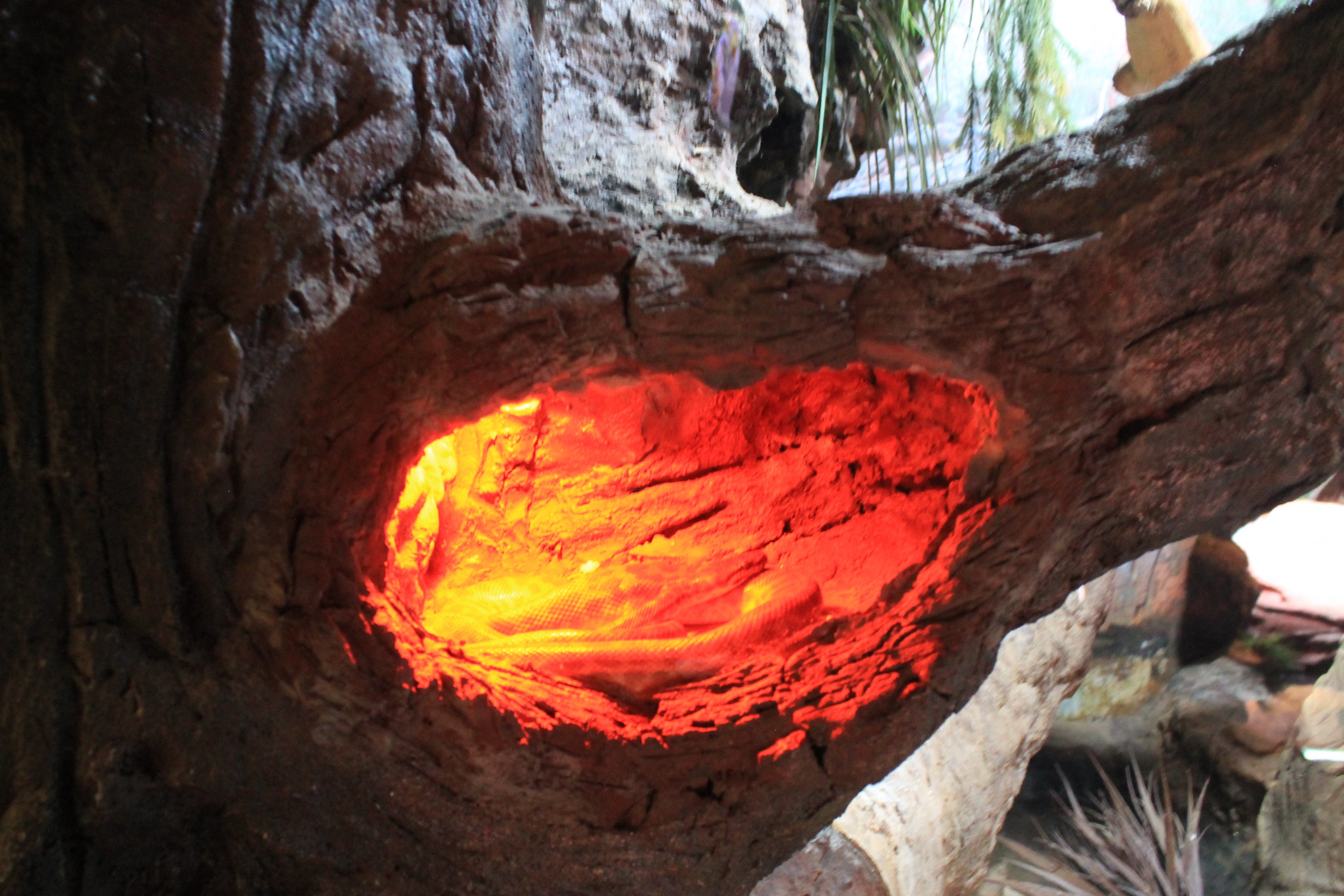 tank for Children's  Python (Antaresia childreni)