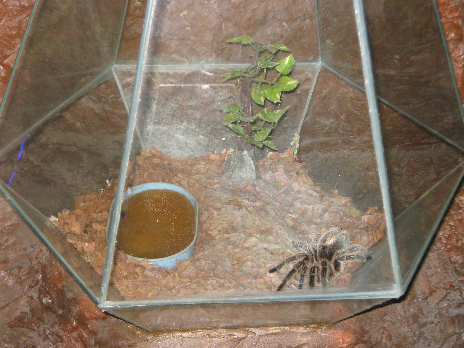 tank for Chilean rose tarantula (Grammostola rosea)