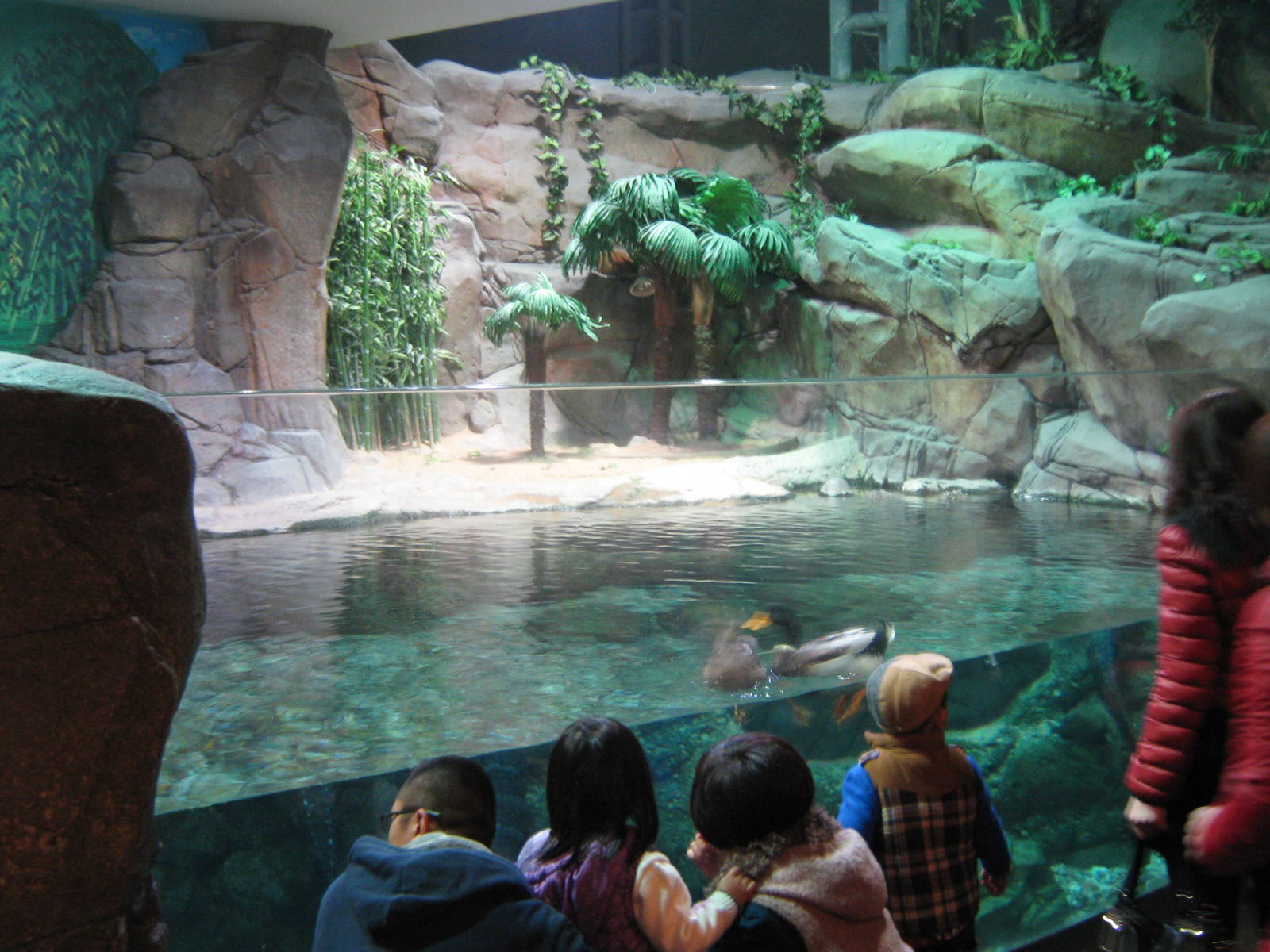 tank for Chinese alligators (Alligator sinensis)