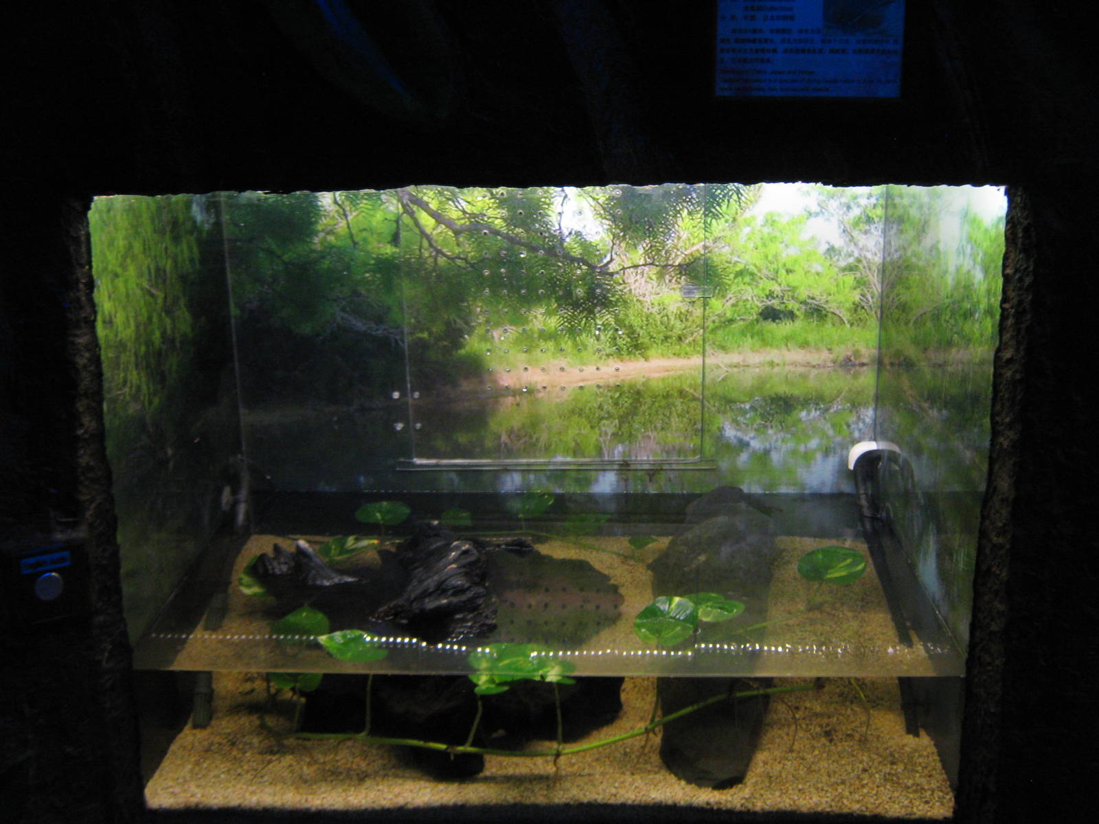 tank for Chinese diving beetles (Cybister japonicus)