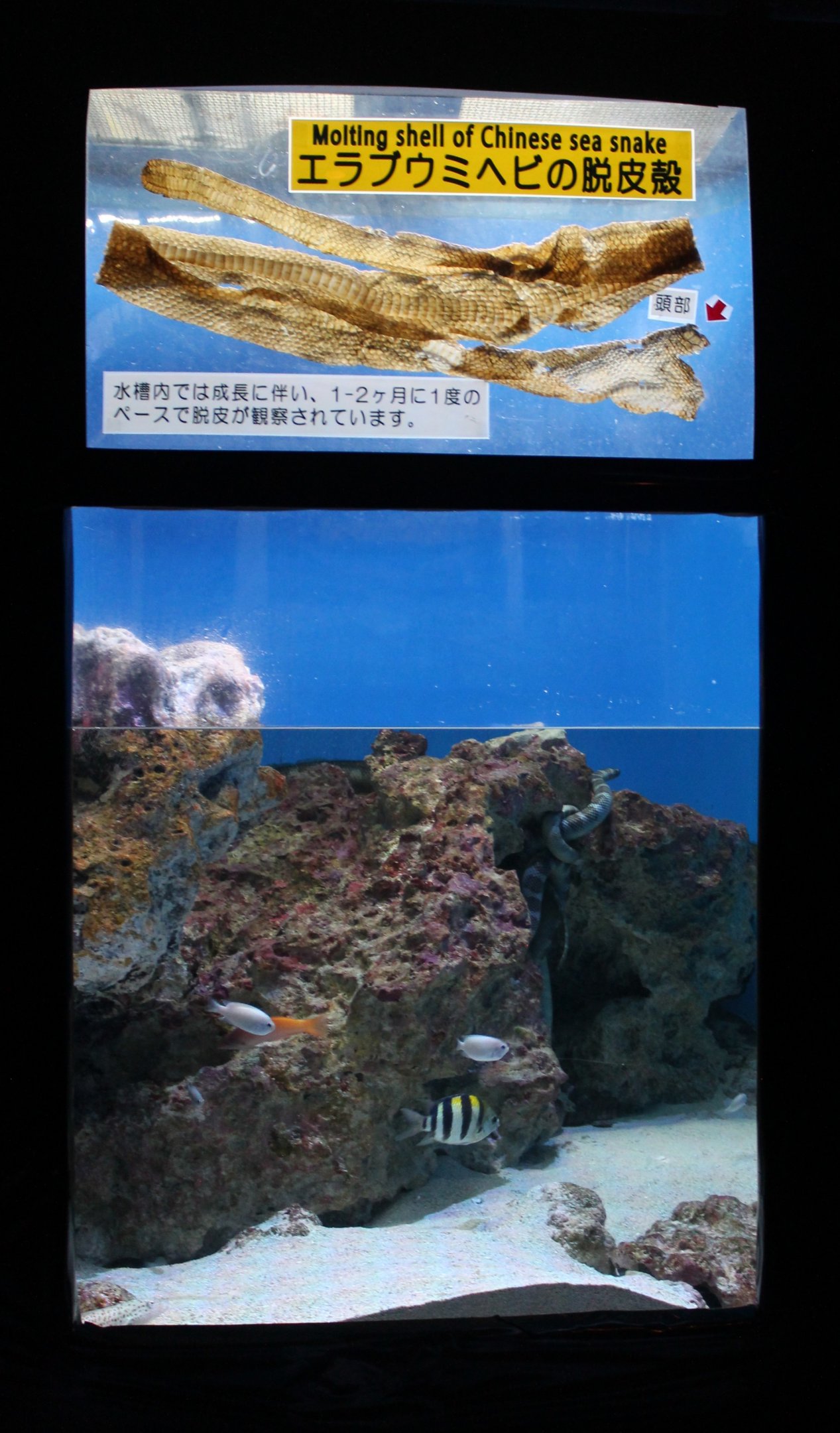 Tank for Chinese Sea Snakes (Laticauda semifasciata)