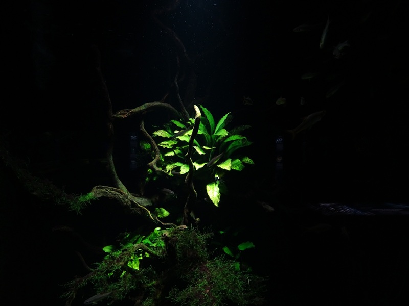 Tank for clipper barb, dusky krib and variable lamp-eye