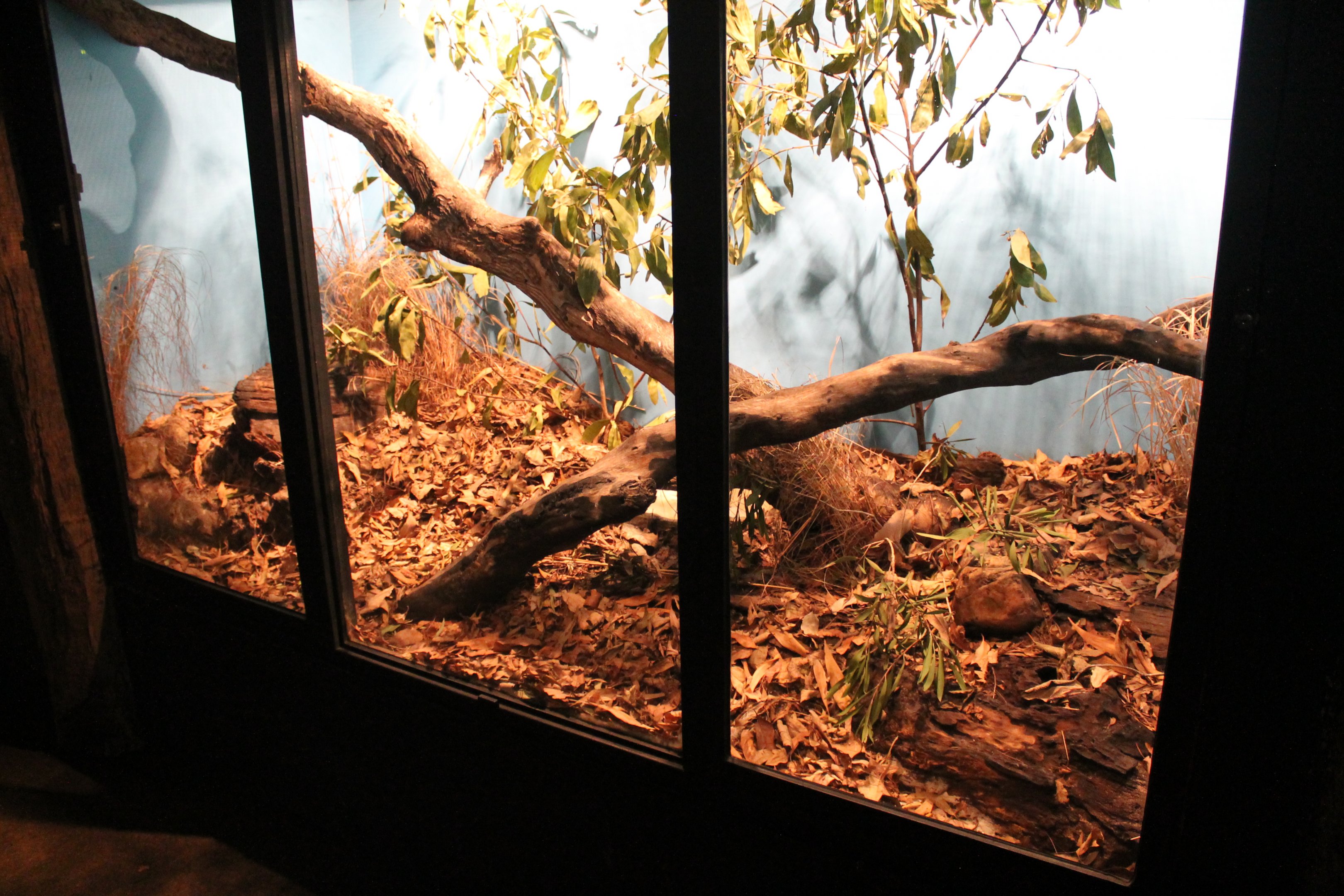 tank for Coastal Carpet Python (Morelia spilota mcdowelli)