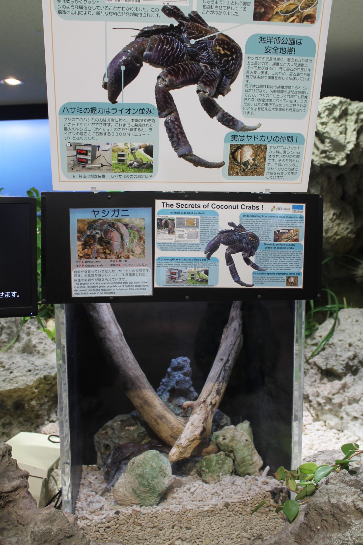 Tank for Coconut Crab (Birgus latro)