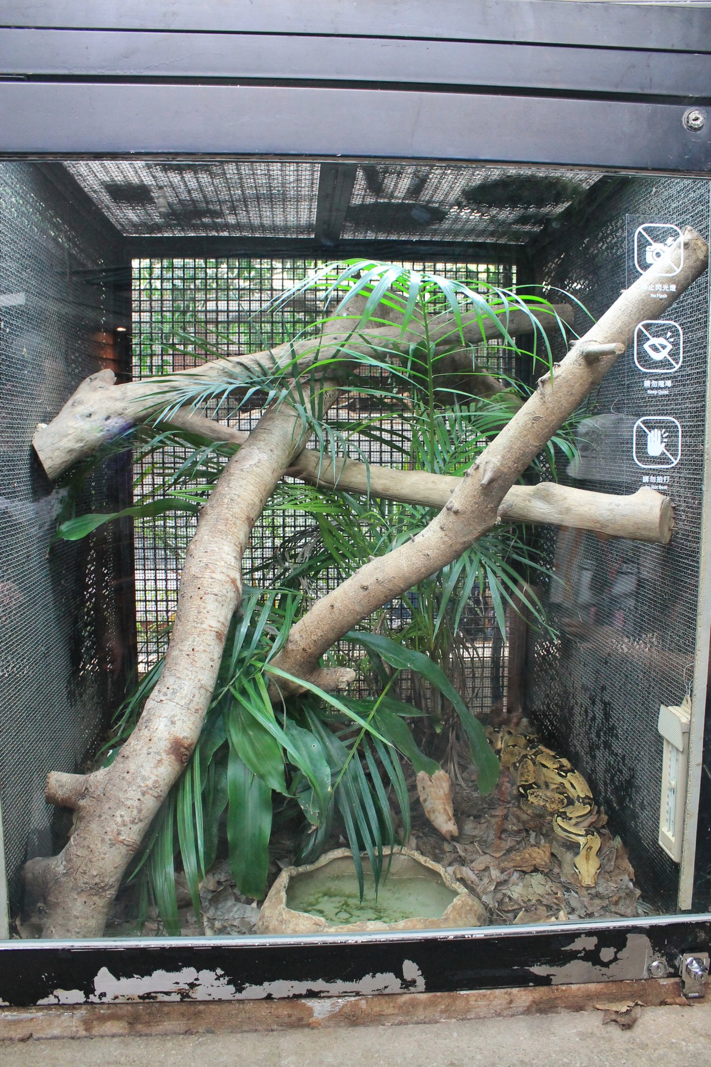 Tank for Common Boa (Boa constrictor)