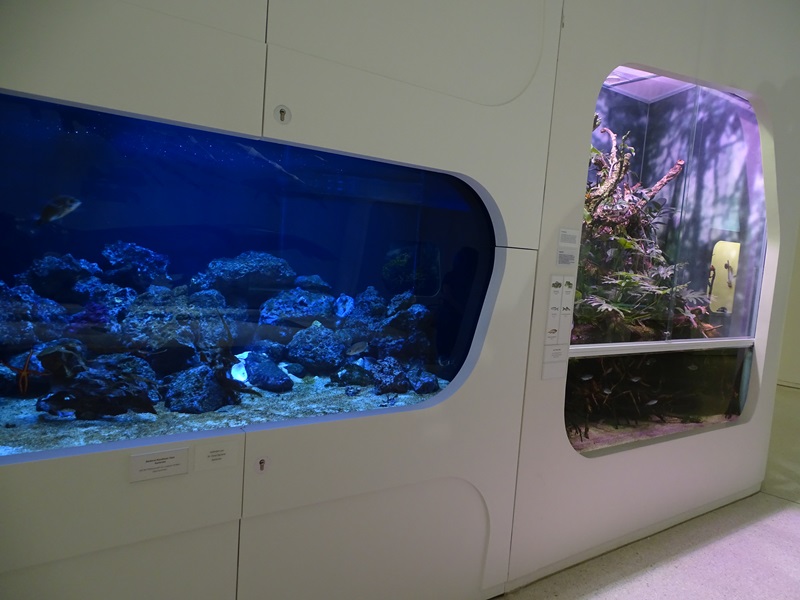 Tank for common octopus