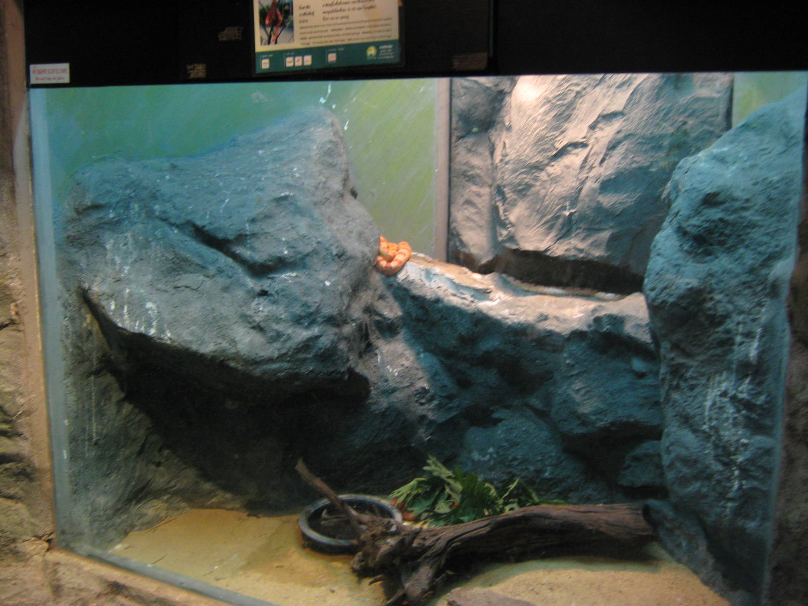 tank for corn snakes (Pantherophis guttatus)
