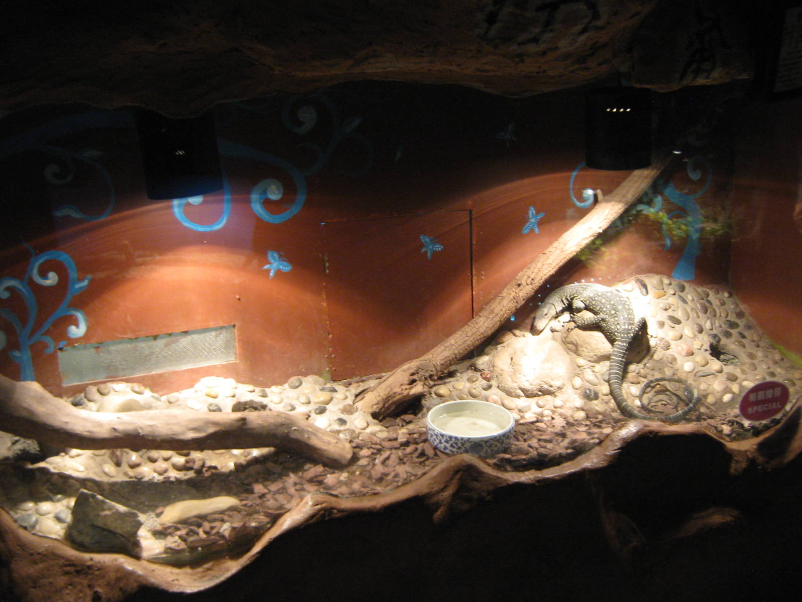 tank for crocodile monitor (Varanus salvadorii)