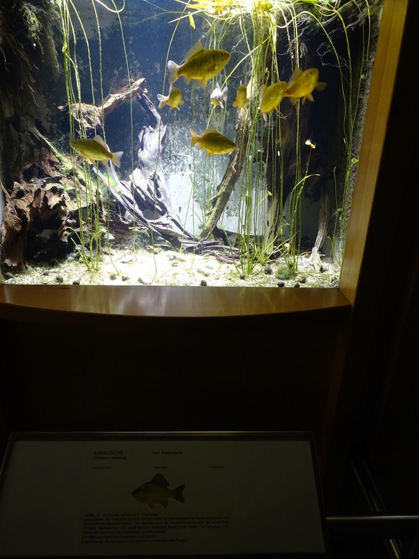 Tank for Crucian carp