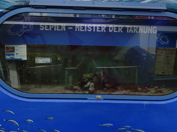 Tank for cuttlefish (07/22)